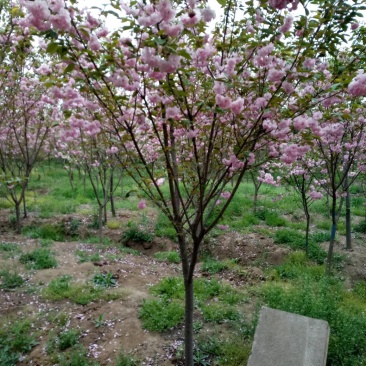 苗木樱花，樱花价格咨询，