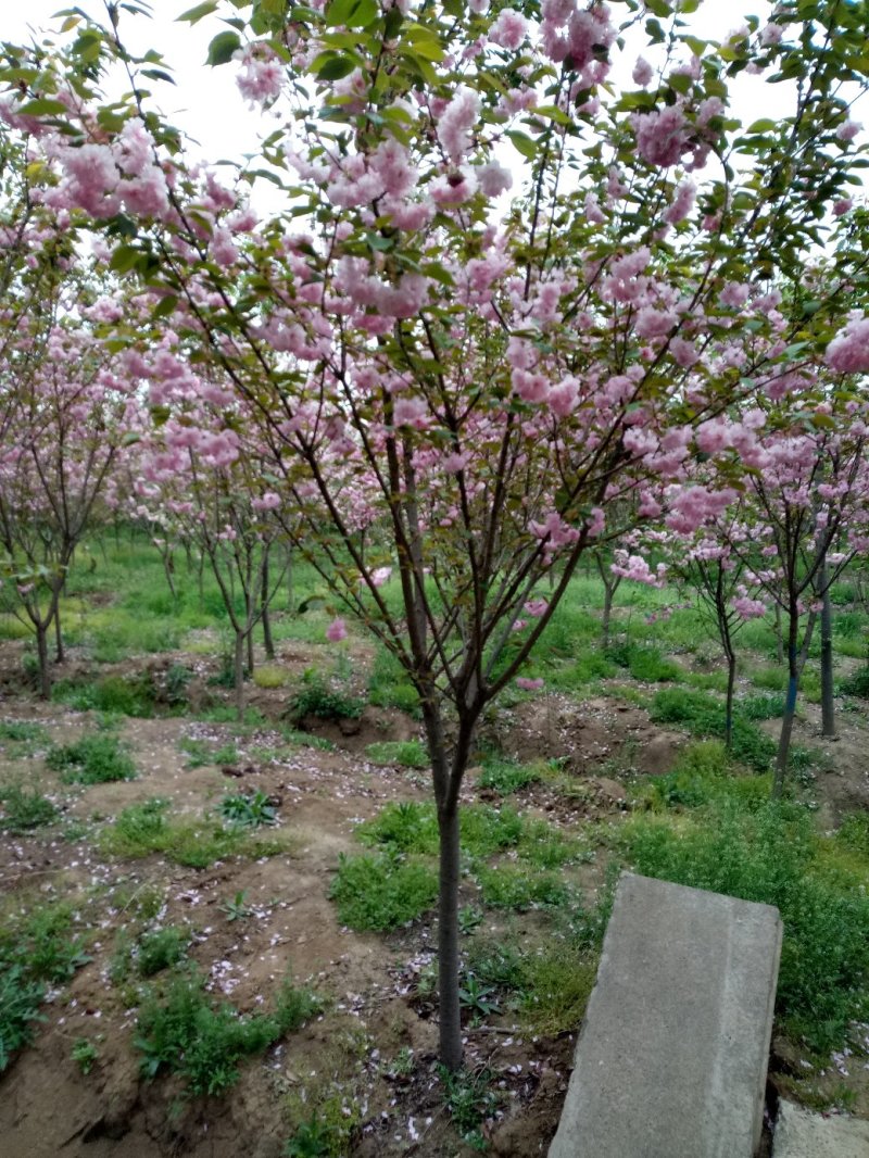 苗木樱花，樱花价格咨询，