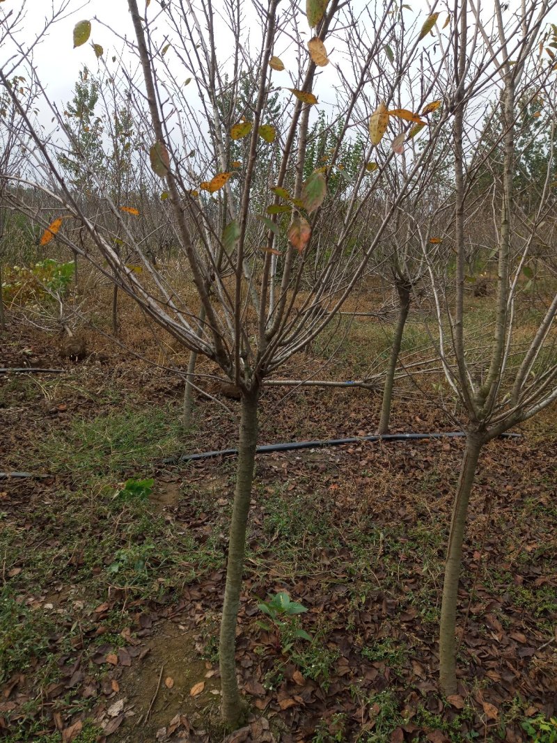 苗木樱花，樱花价格咨询，