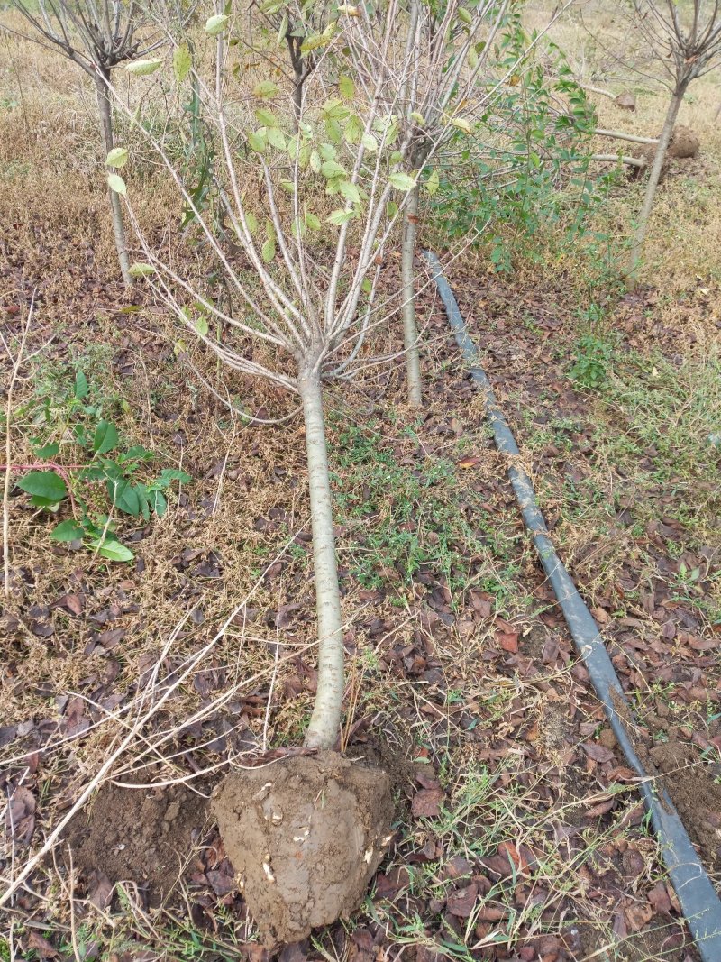 苗木樱花，樱花价格咨询，