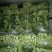 【上海青油菜】山东菏泽蔬菜基地，代收代发车，质量保证