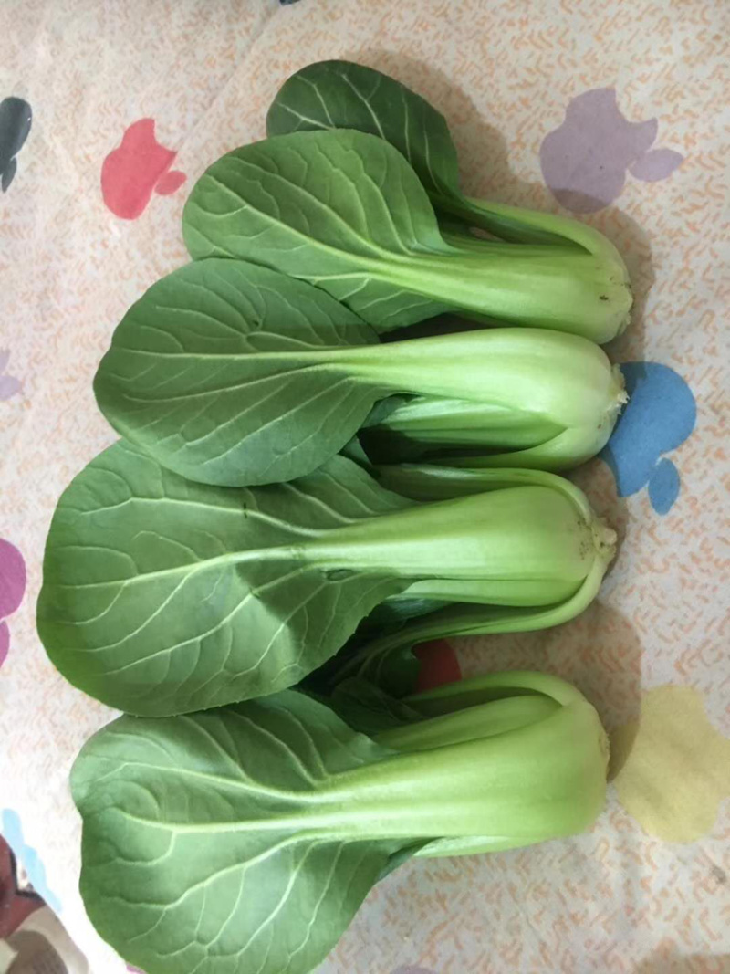 【上海青油菜】山东菏泽蔬菜基地，代收代发车，质量保证