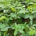 黄槐袋苗广州苗圃批发园林绿化苗木四季观花植物
