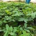黄槐袋苗广州苗圃批发园林绿化苗木四季观花植物