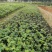 黄槐袋苗广州苗圃批发园林绿化苗木四季观花植物