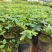黄槐袋苗广州苗圃批发园林绿化苗木四季观花植物