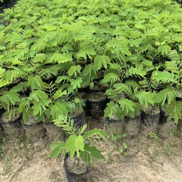 黄槐袋苗广州苗圃批发园林绿化苗木四季观花植物