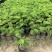 黄槐袋苗广州苗圃批发园林绿化苗木四季观花植物