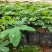 黄槐袋苗广州苗圃批发园林绿化苗木四季观花植物