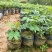 黄槐袋苗广州苗圃批发园林绿化苗木四季观花植物