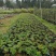 黄槐袋苗广州苗圃批发园林绿化苗木四季观花植物