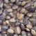 冷水南石龟自家养殖，健康全品，15克至35克
