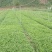 正宗江津九叶青花椒苗眉山藤椒苗天之椒营养杯苗裸根苗