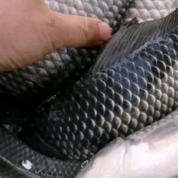 鲫鱼