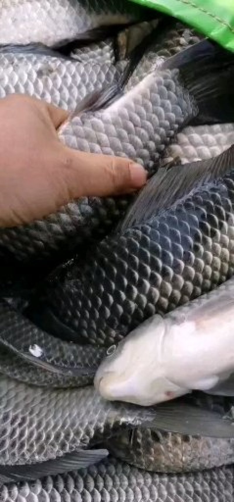 鲫鱼