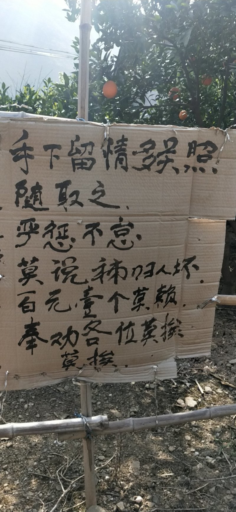 秭归脐橙品种多，伦晚果园看货诚信经营，果园看货