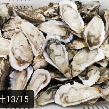 半壳牡蛎乳山生蚝烧烤活冻