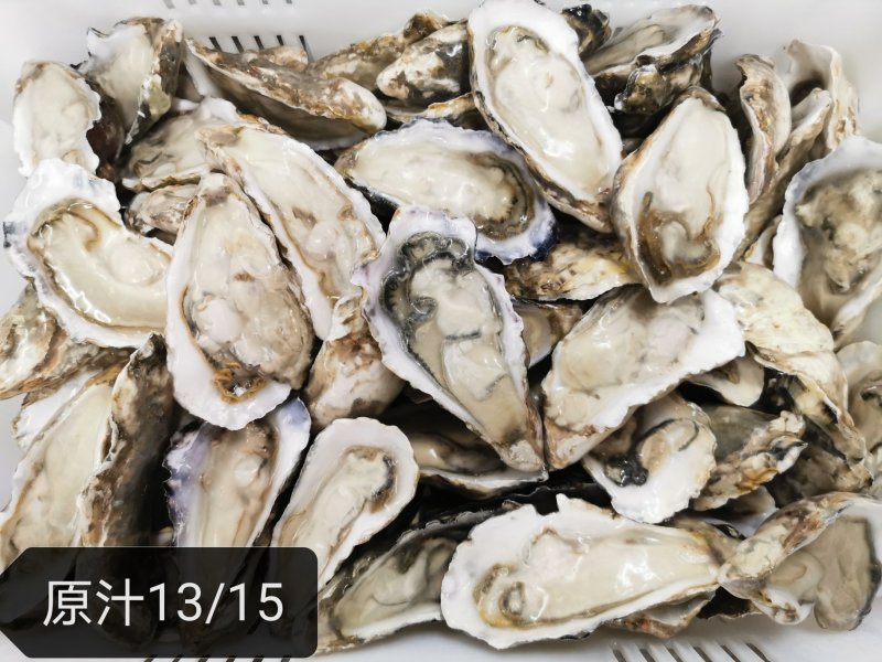半壳牡蛎乳山生蚝烧烤活冻