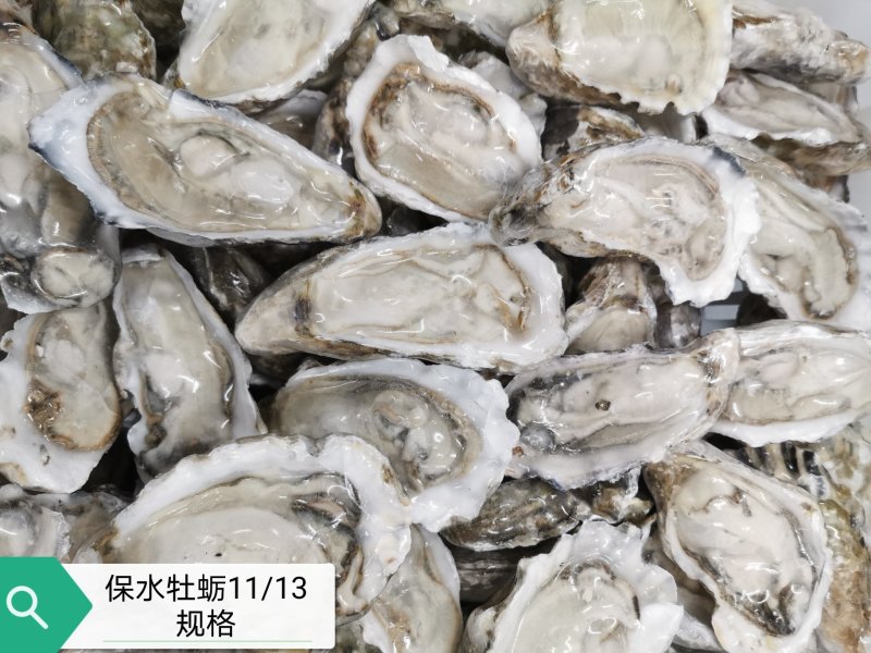 半壳牡蛎乳山生蚝烧烤活冻
