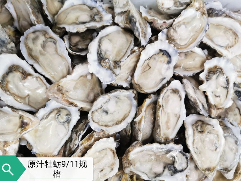 半壳牡蛎乳山生蚝烧烤活冻