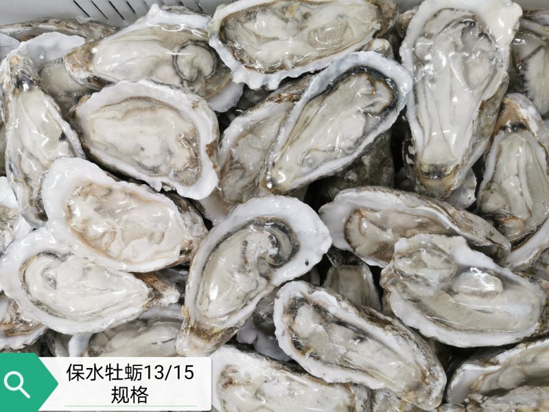 半壳牡蛎乳山生蚝烧烤活冻