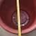 花盆，摔不烂！客户定制版。荷花无孔盆，不含运费，出厂价