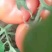 【荐】锦州大棚西红柿常年有货质量好货量充足