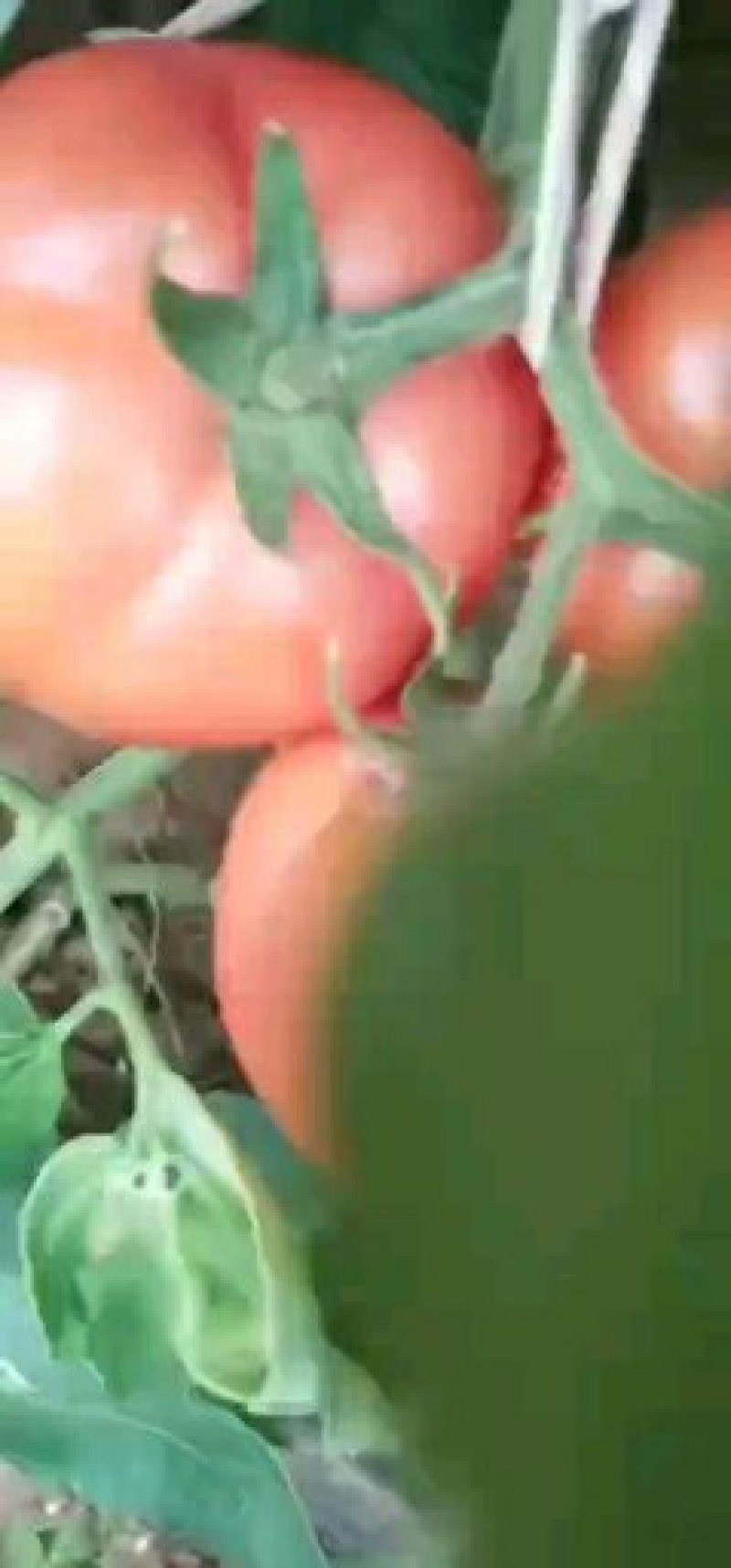 【荐】锦州大棚西红柿常年有货质量好货量充足