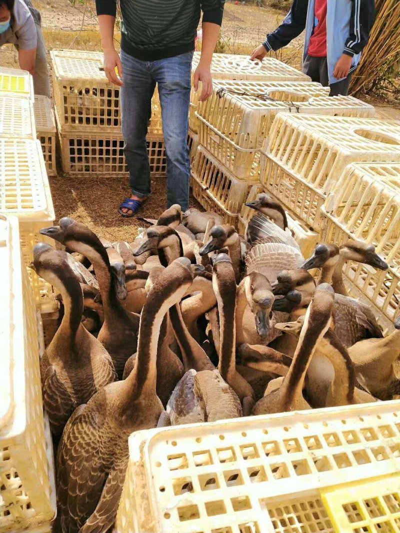 鹅苗，鹅苗，鹅苗，鹅苗鹅鹅鹅鹅鹅鹅鹅鹅鹅