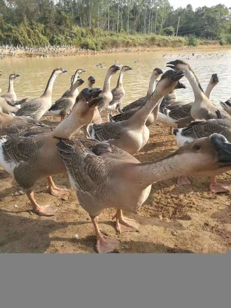 鹅苗，鹅苗，鹅苗，鹅苗鹅鹅鹅鹅鹅鹅鹅鹅鹅