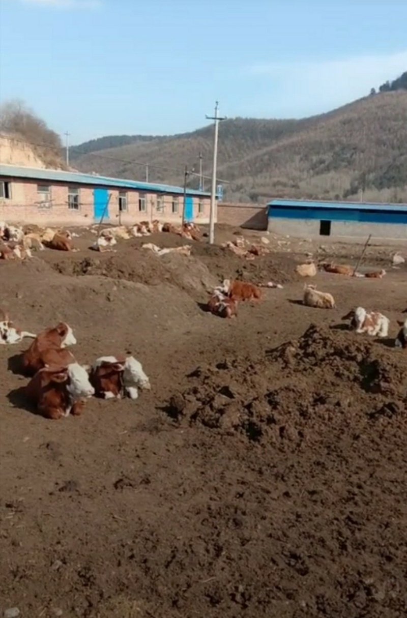 山西忻州肉牛基地