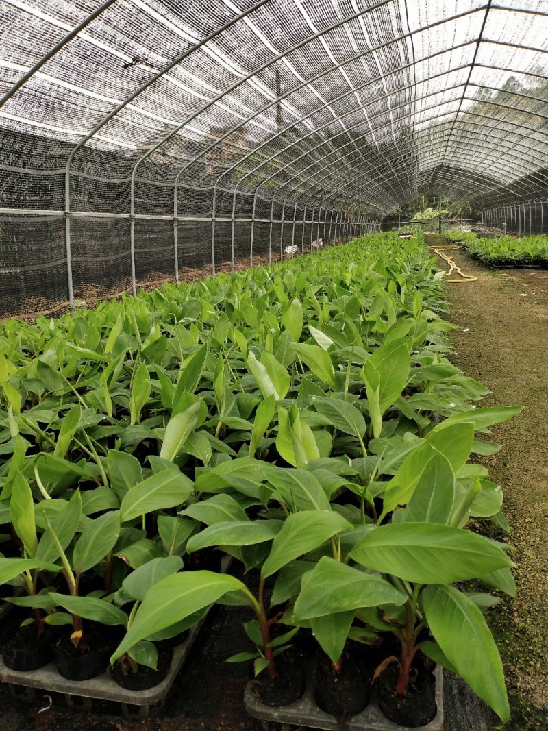 红香蕉苗粉香蕉苗皇帝蕉苗中蕉九号苗