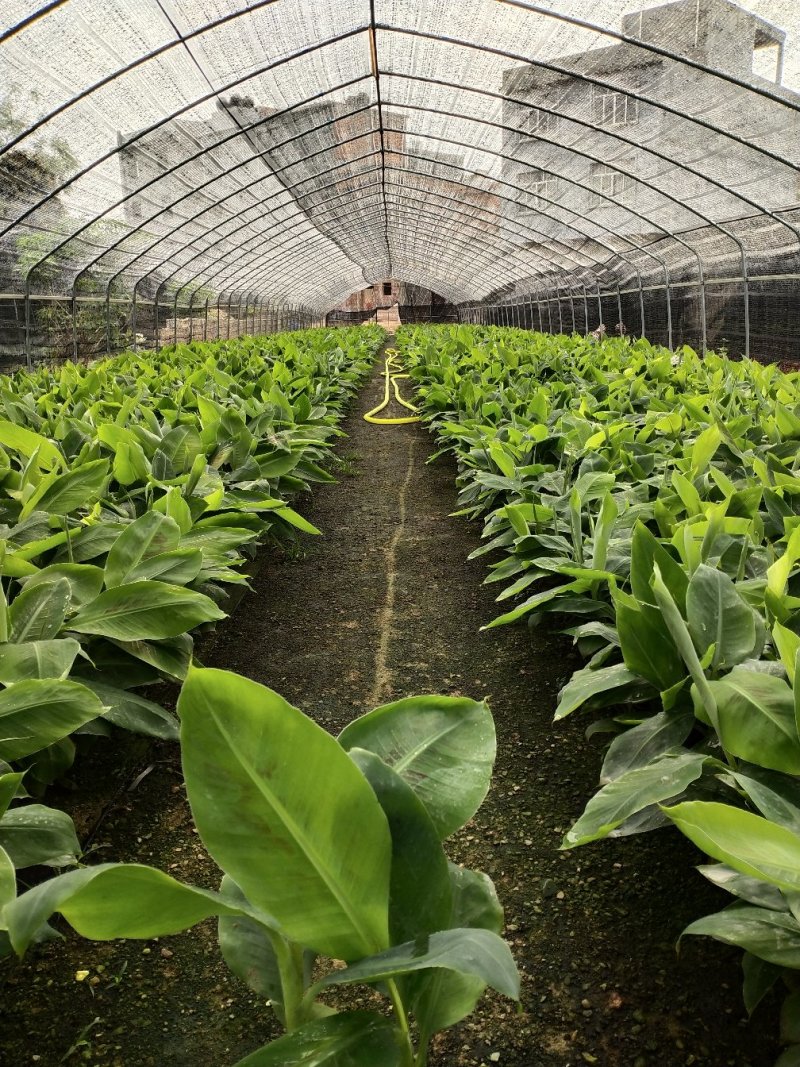 红香蕉苗粉香蕉苗皇帝蕉苗中蕉九号苗
