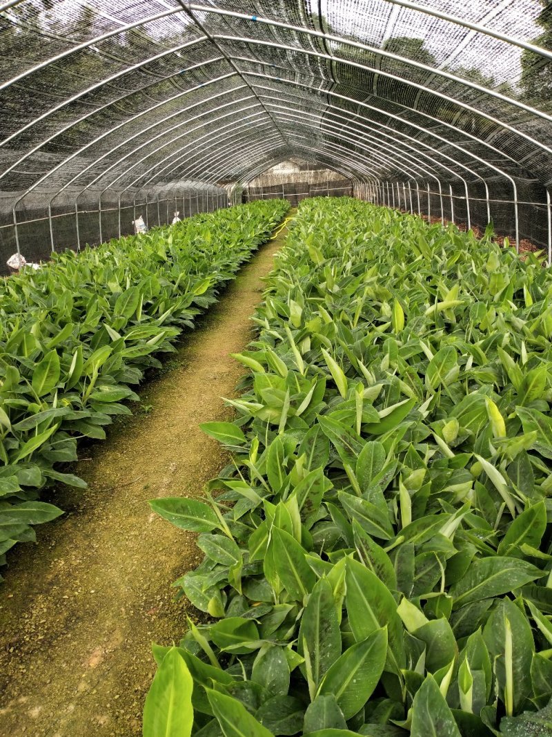 红香蕉苗粉香蕉苗皇帝蕉苗中蕉九号苗