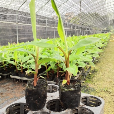 红香蕉苗粉香蕉苗皇帝蕉苗中蕉九号苗