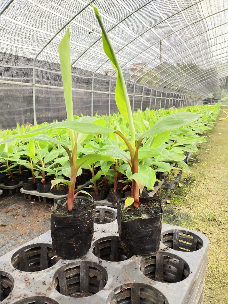 红香蕉苗粉香蕉苗皇帝蕉苗中蕉九号苗