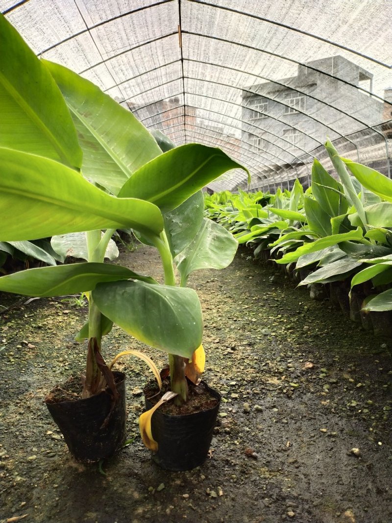 红香蕉苗粉香蕉苗皇帝蕉苗中蕉九号苗