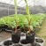 红香蕉苗粉香蕉苗皇帝蕉苗中蕉九号苗