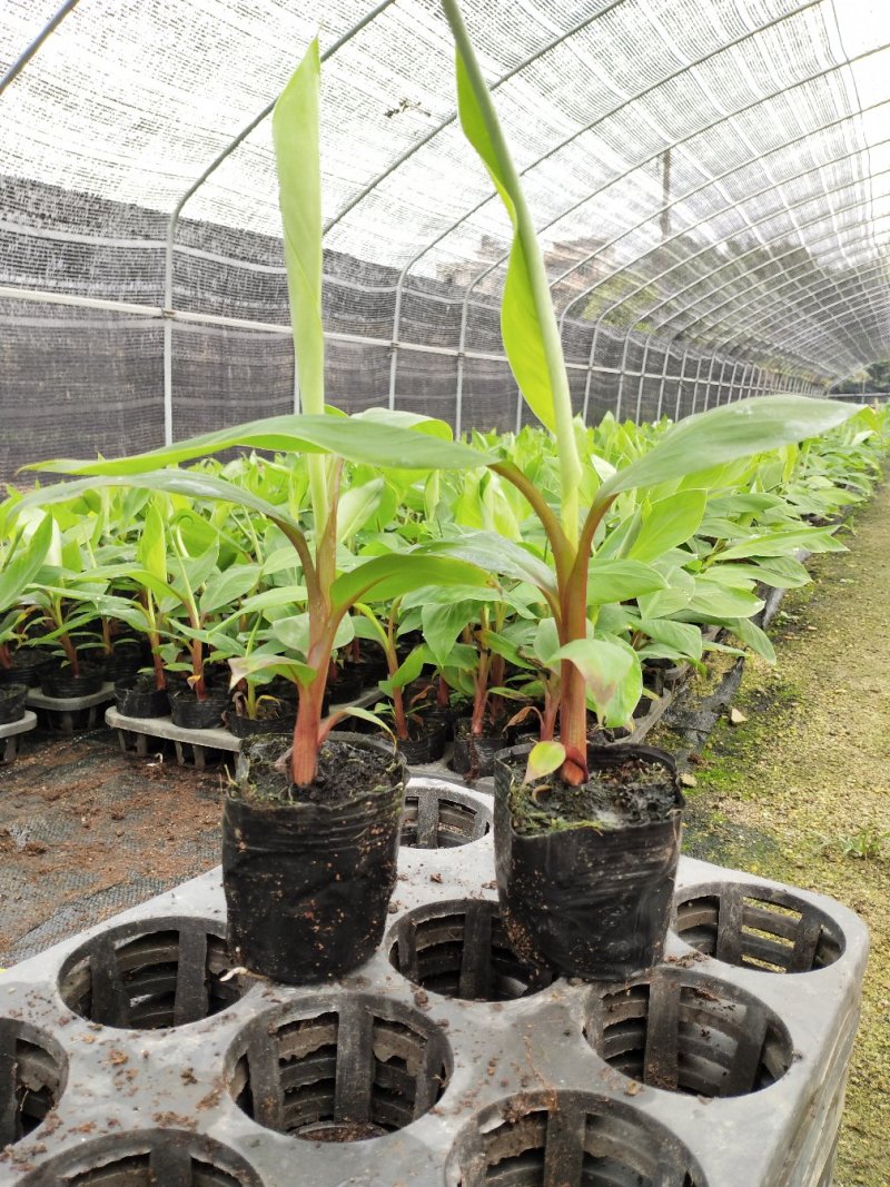 红香蕉苗粉香蕉苗皇帝蕉苗中蕉九号苗