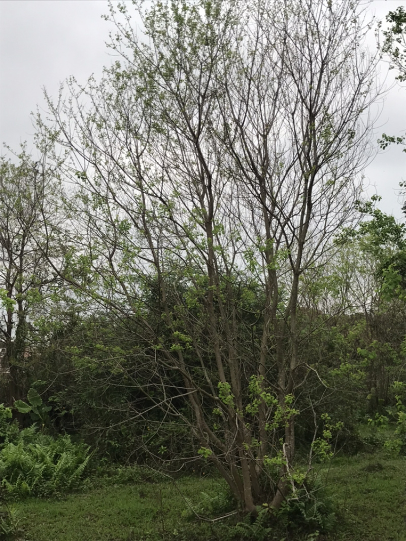 乌桕树：庭院、园林、绿化、公司