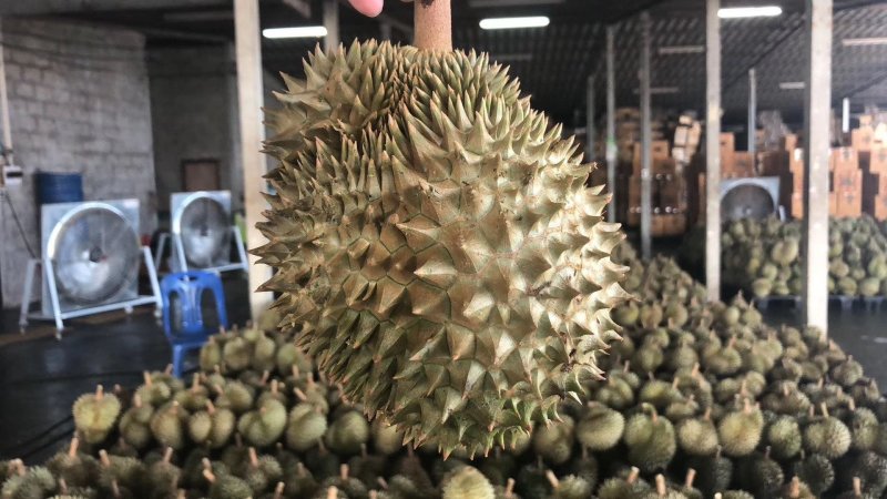 榴莲泰国金枕头榴莲，包邮、一件代发批发！