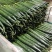 山东临沂黄瓜