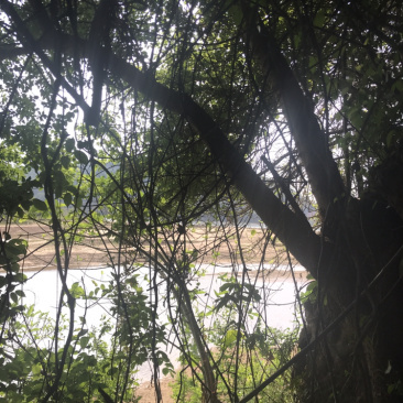 朴树；庭院、绿化