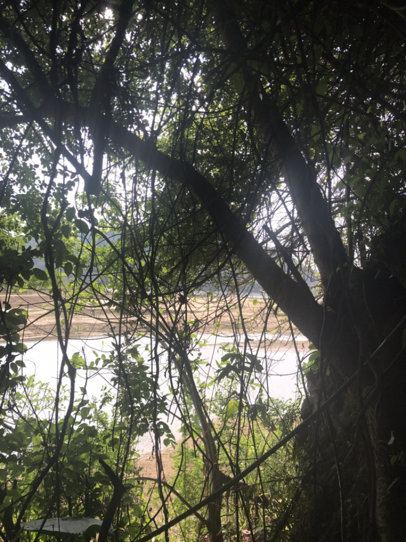 朴树；庭院、绿化