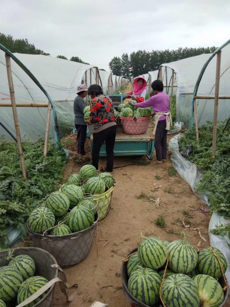 【不熟包退】江苏宿迁沭阳8424西瓜产地直发