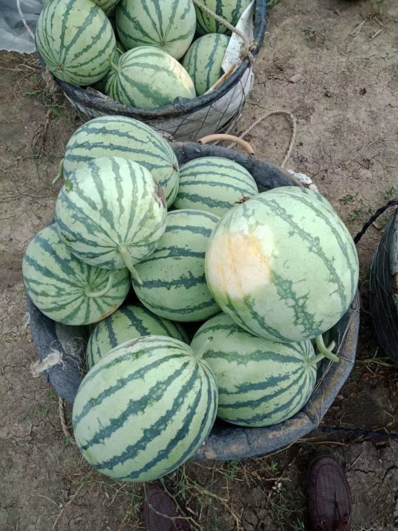【不熟包退】江苏宿迁沭阳8424西瓜产地直发