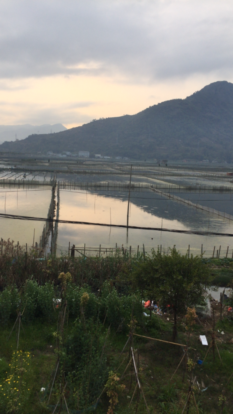 跳跳鱼弹涂鱼滩涂鱼自家原产自销品质保证价格优惠