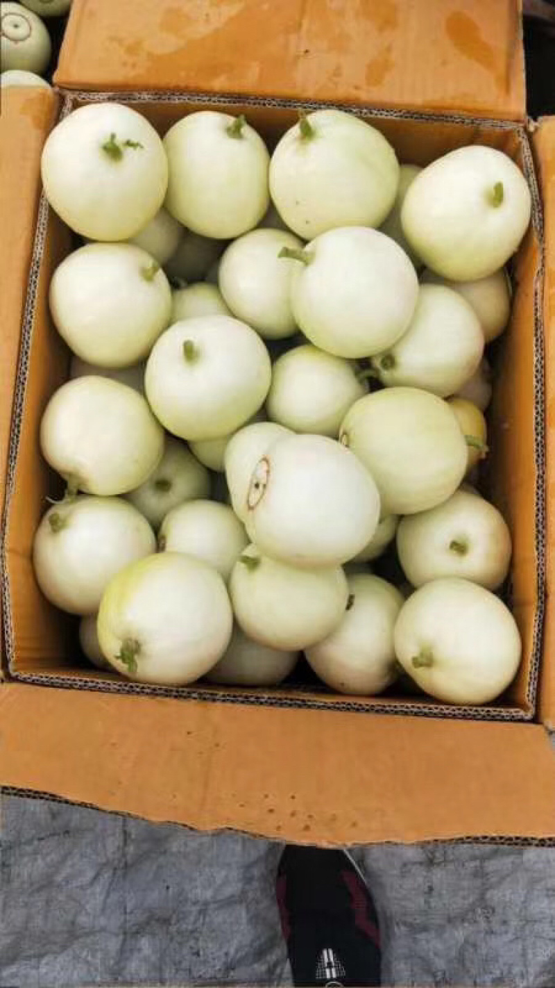 精品香瓜，正宗广西南宁宾阳广密一号，银辉牌香瓜