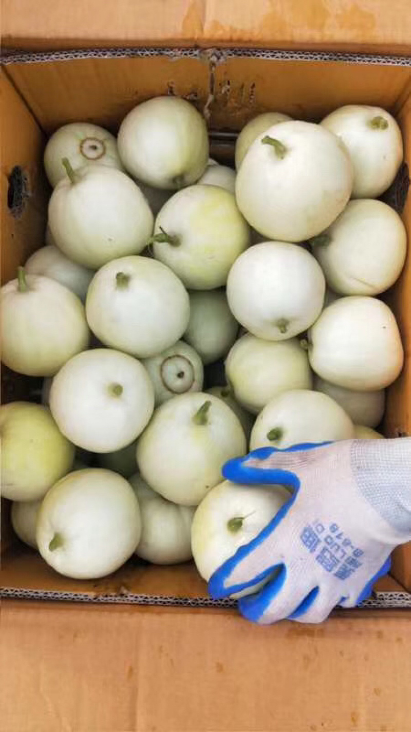 精品香瓜，正宗广西南宁宾阳广密一号，银辉牌香瓜