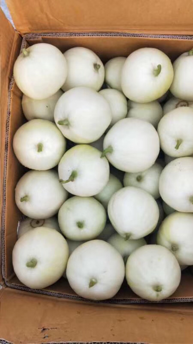 精品香瓜，正宗广西南宁宾阳广密一号，银辉牌香瓜